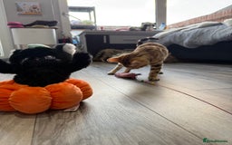 Bengal cats for sale: Stunning TICA 5 Generation Pedigree Kittens - Image 8