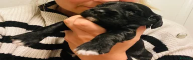 Ebony