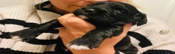 Sprocker dogs for sale: Beautiful Sprocker Puppies - Advert 4