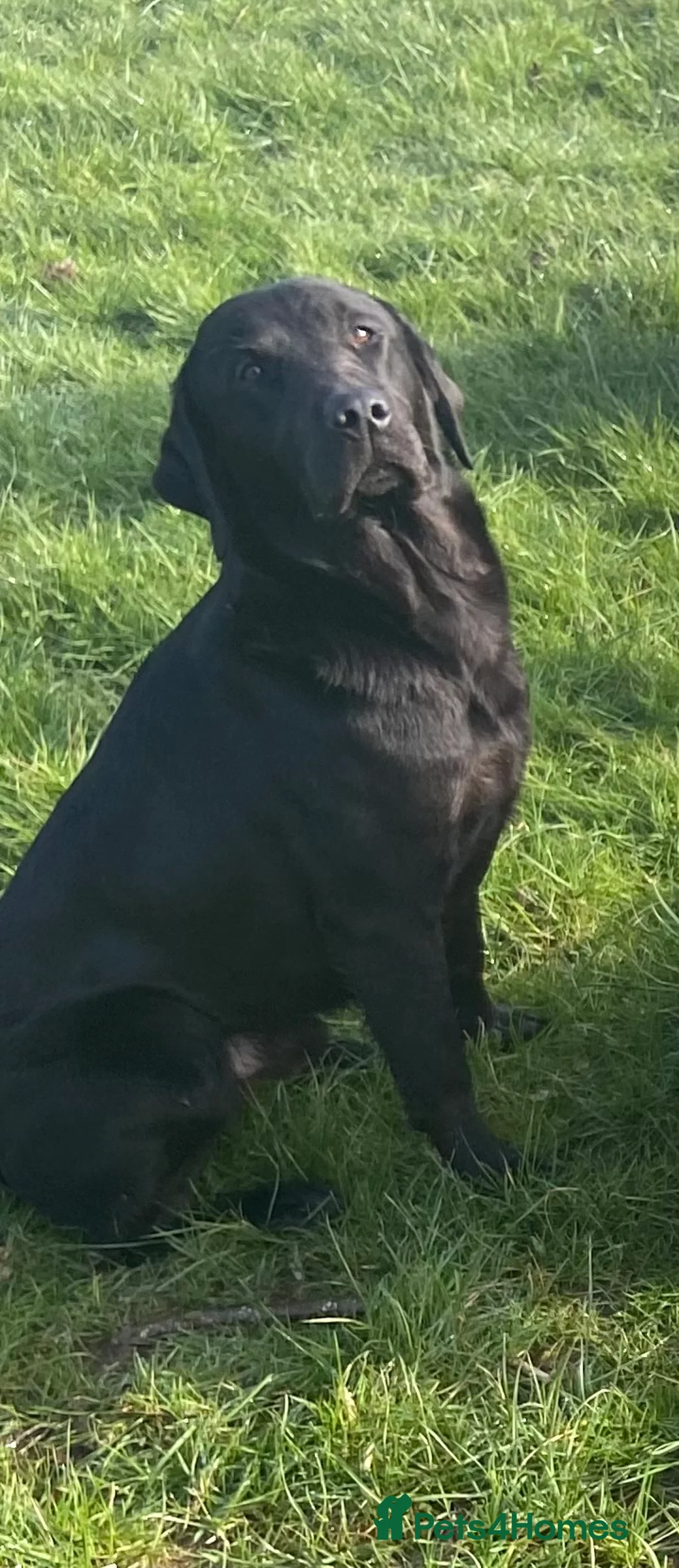 Labrador Retriever dogs for stud: Black Labrador Retriever Stud dog in Church Stretton - Advert 6