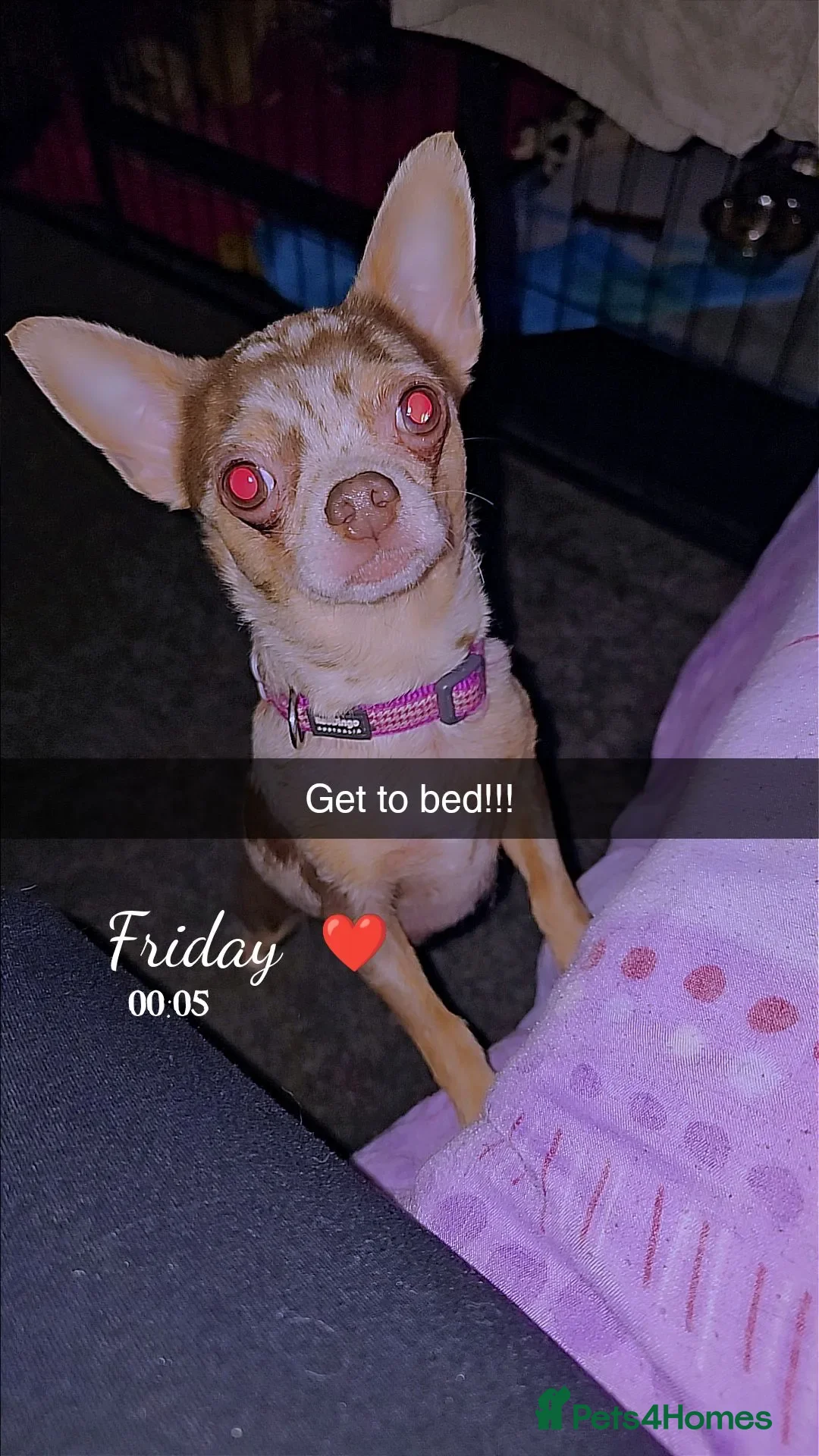 Chihuahua dogs for sale: Chiuahuah pups......lilac merle, fawn, white brown - Advert 7