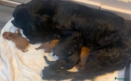 Mixed Breed dogs for sale: F1B Cockapoo puppies - Image 13