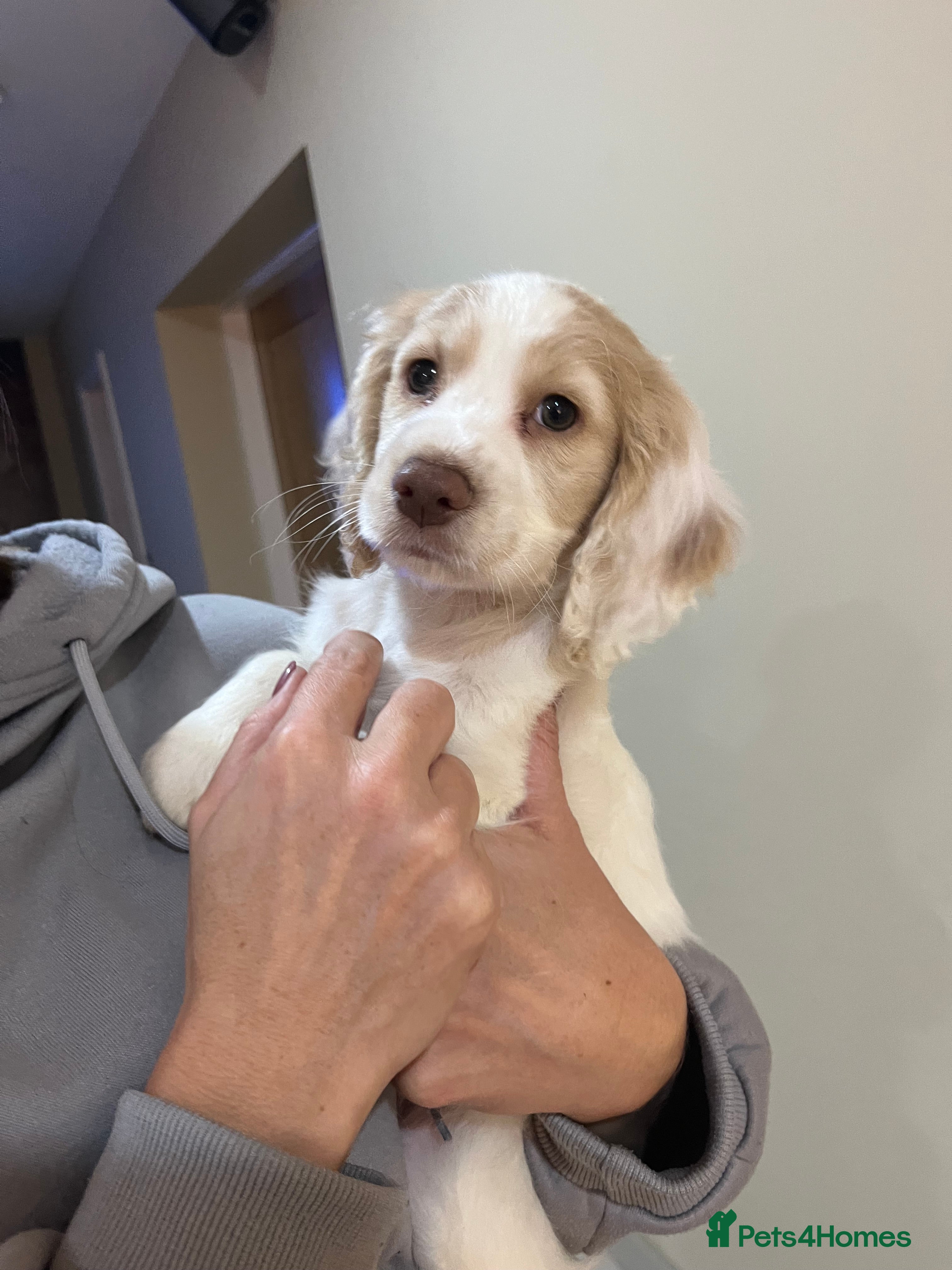 Cocker Spaniel dogs Stunning working Cocker - Advert 4