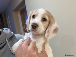 Cocker Spaniel dogs Stunning working Cocker - Advert 1