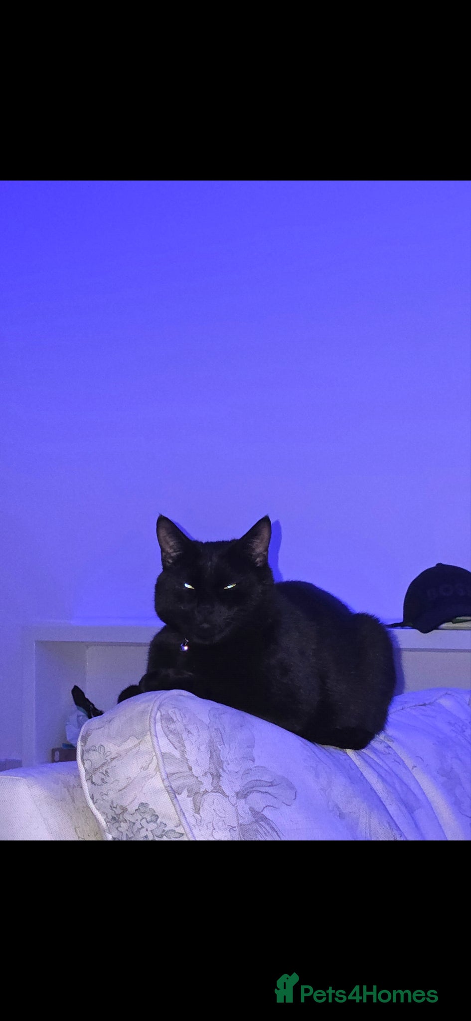 Mixed Breed cats for sale: Large Male 1 year old Black Cat needs a new home - Advert 1