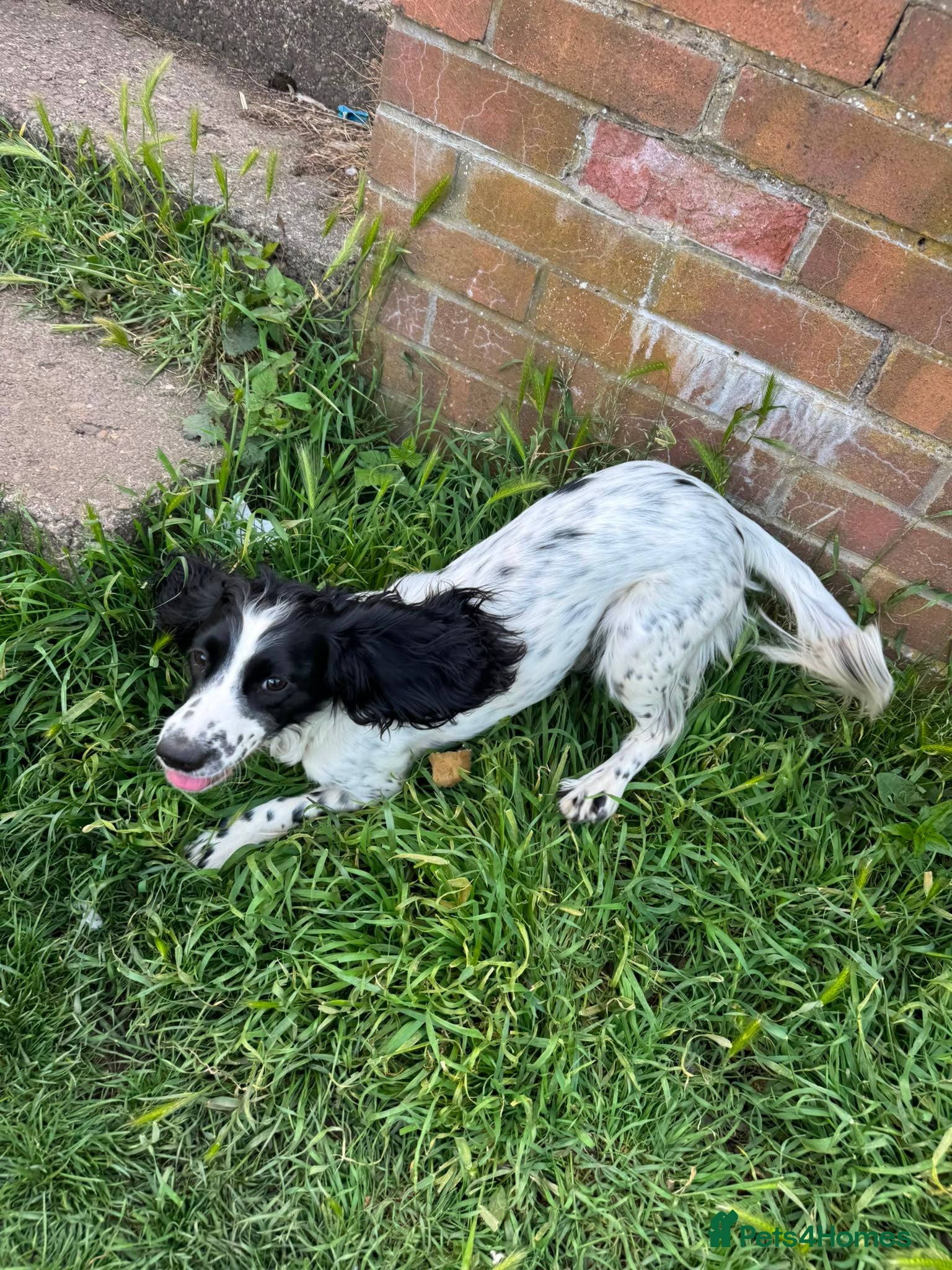 Cocker Spaniel dogs Dog rehoming  - Advert 2