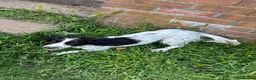 Cocker Spaniel dogs for sale: Dog rehoming  in Whitley Bay - Advert 1