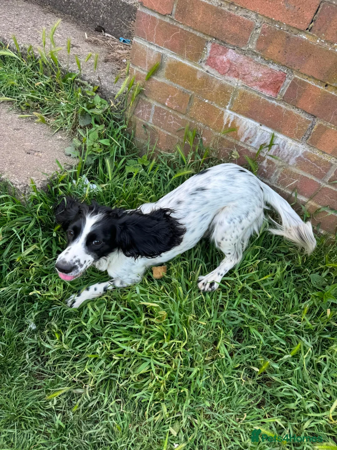 Cocker Spaniel dogs for sale: Dog rehoming  in Whitley Bay - Advert 1
