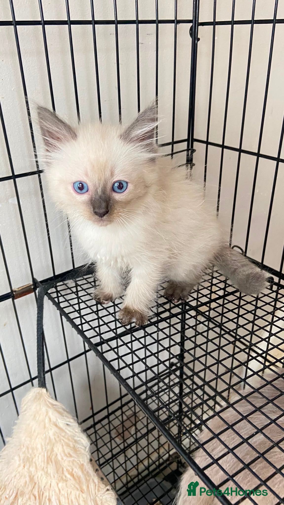 Ragdoll cats Ragdoll 1 BOY kitten - Advert 17