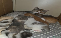 British Shorthair cats for sale: Beautiful unusual British shorthair kittens - Image 3