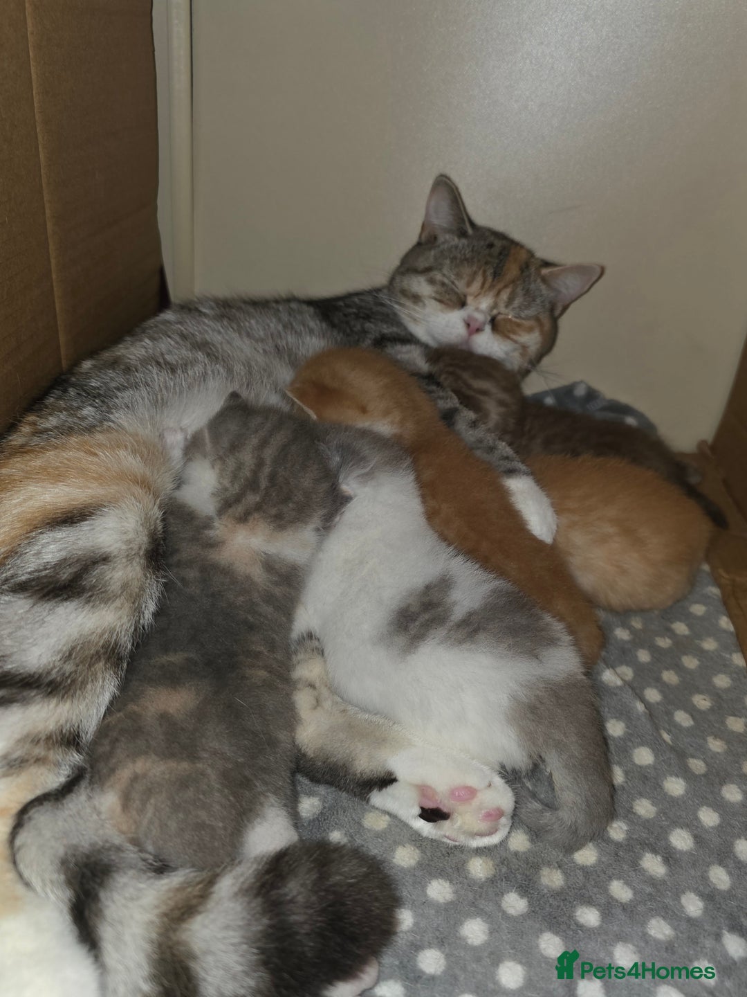 British Shorthair cats for sale: Beautiful unusual British shorthair kittens - Image 3