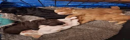 Cockapoo dogs for sale: Gorgeous litter of F1 Cockapoo pups  - Advert 6