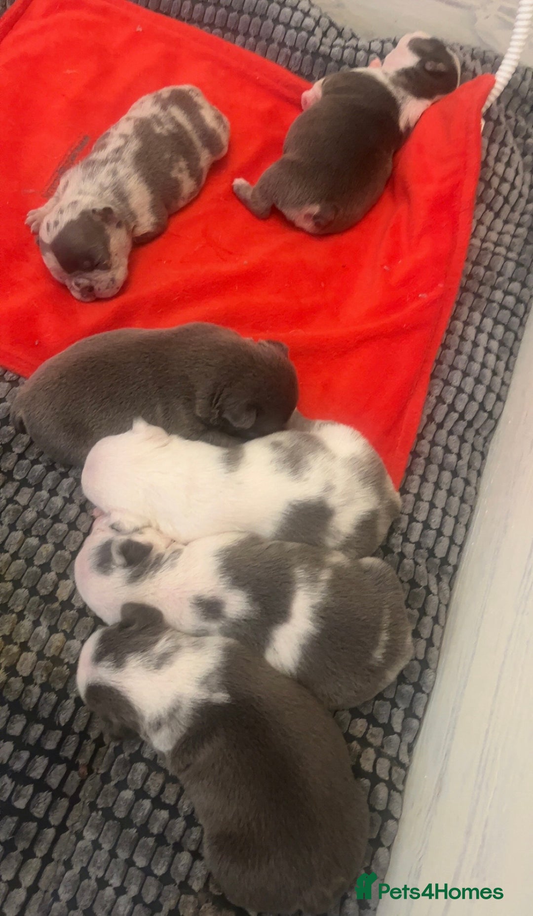 French Bulldog dogs for sale: 4 Panel Health Tested Parents  - Advert 6