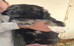 Caucasian Shepherd Dog dogs for sale:  ⭐️Caucasian shepherds⭐️puppies #bears big boned   - Image 16