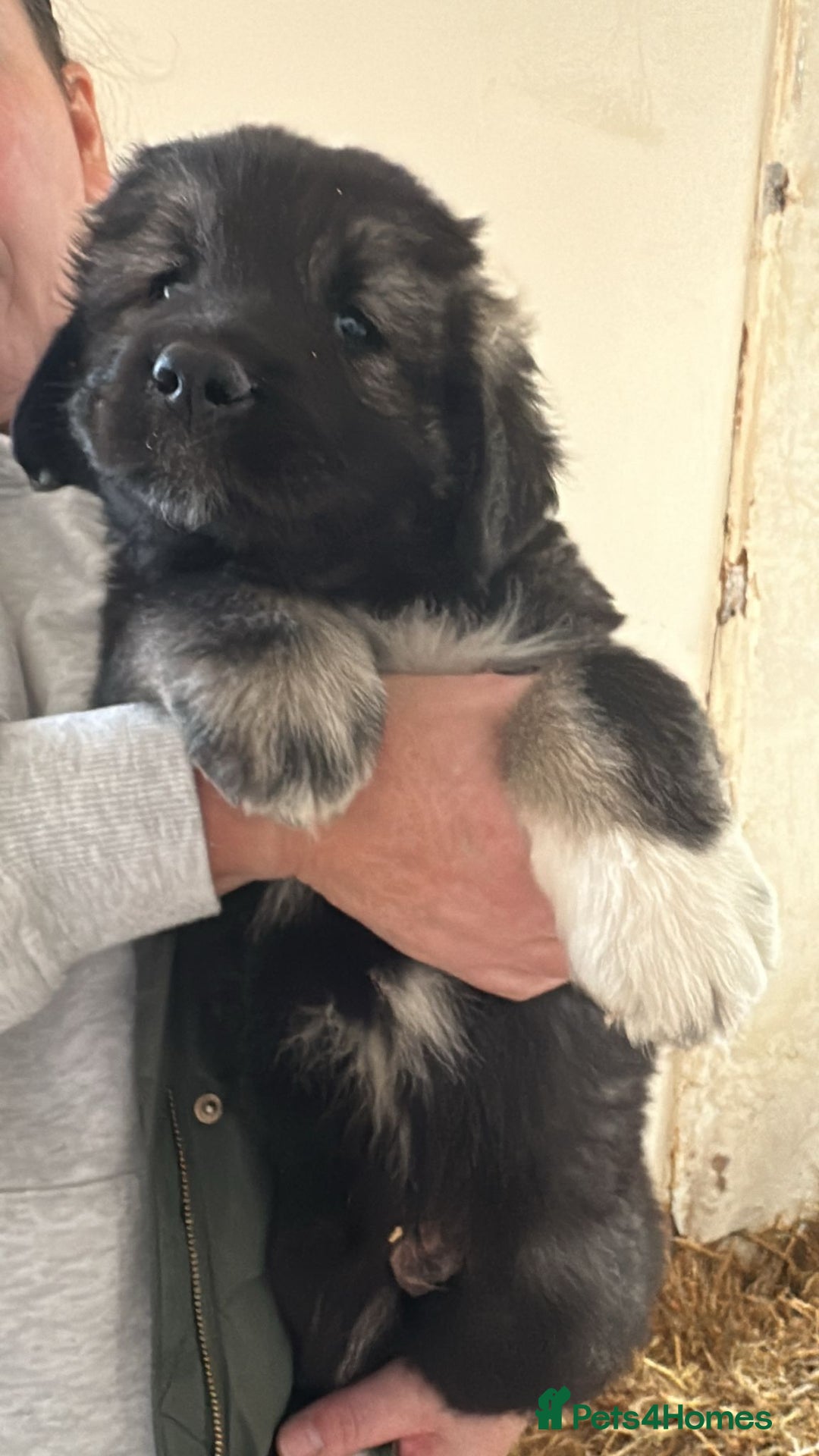 Caucasian Shepherd Dog dogs for sale:  ⭐️Caucasian shepherds⭐️puppies #bears big boned   - Image 16