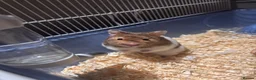 Hamster rodents for sale: Female hamster  in Redditch - Advert 2