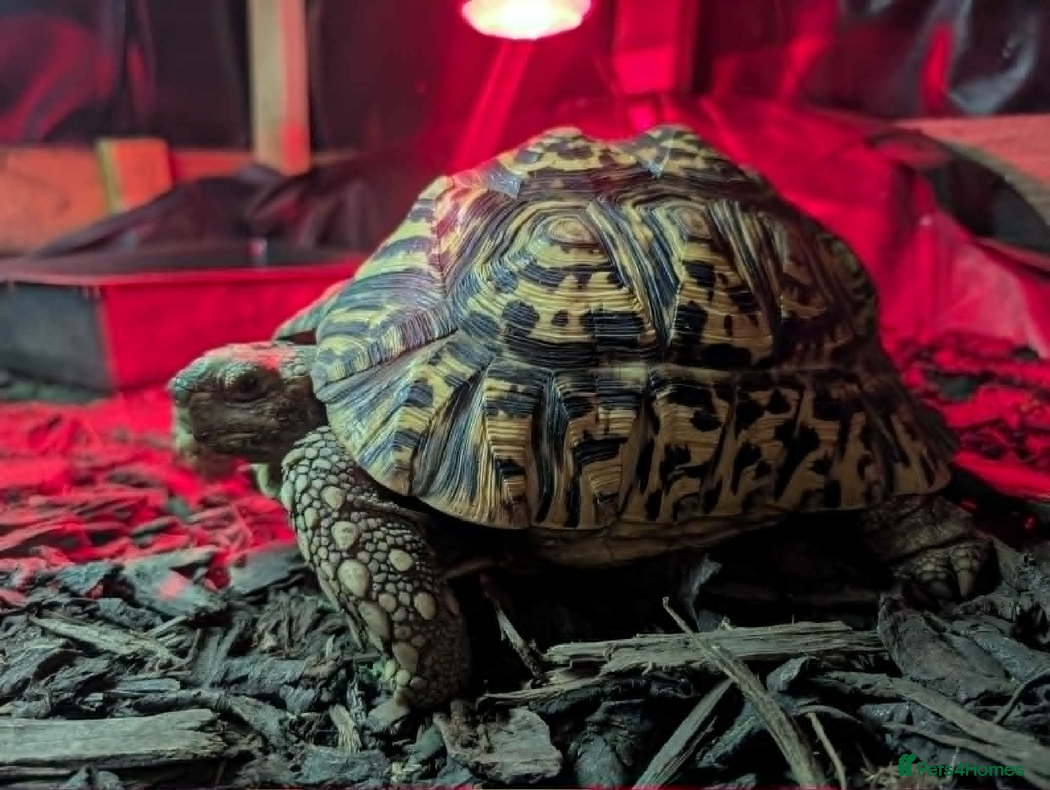 Tortoise reptiles Leopard Tortoise – Experienced Home Only - Advert 1