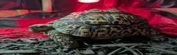 Tortoise reptiles for sale: Leopard Tortoise – Experienced Home Only in Bedford - Advert 1
