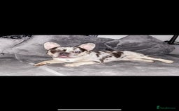 French Bulldog dogs for stud: 💎Blue & Tan 🤎 Merle French bulldog stud 🧬🔥 in Manchester - Image 7