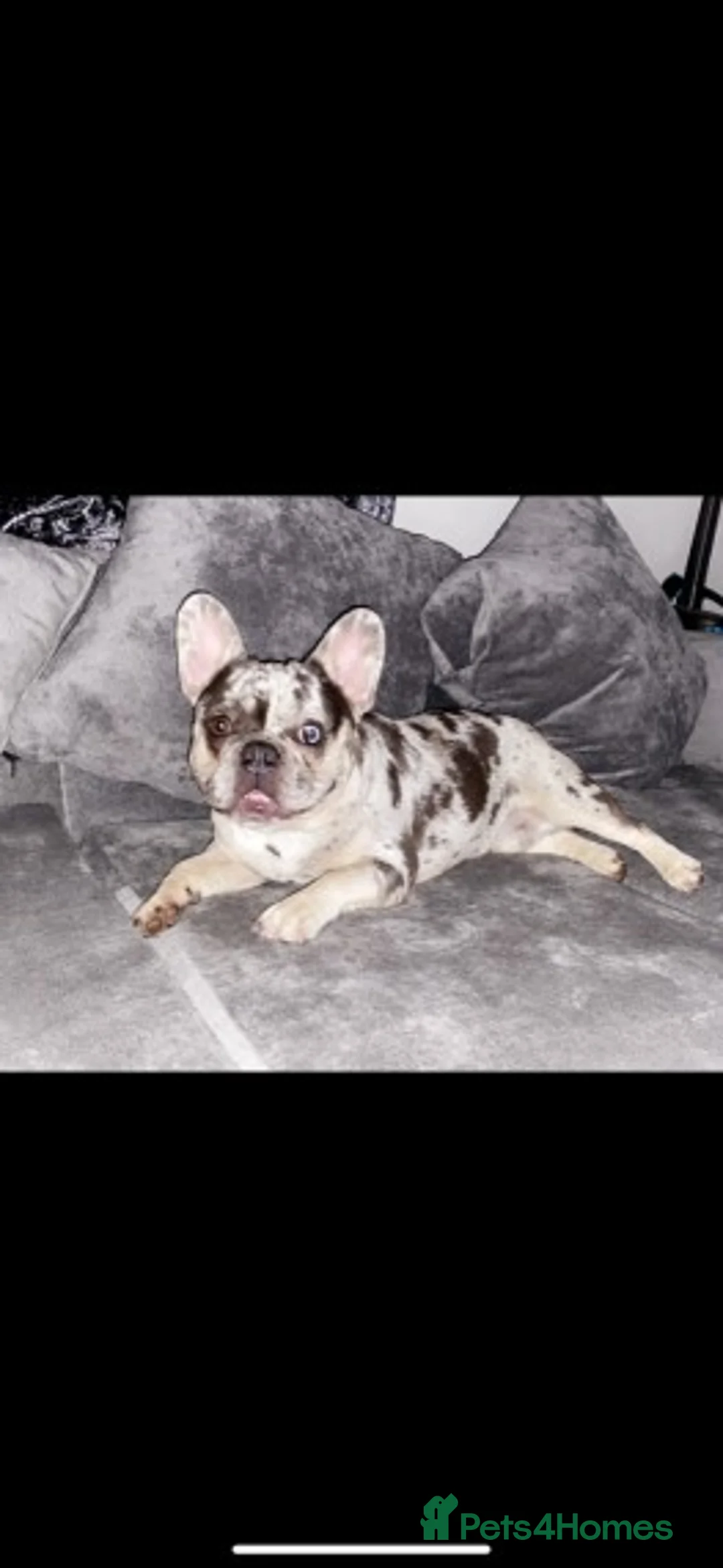 French Bulldog dogs for stud: 💎Blue & Tan 🤎 Merle French bulldog stud 🧬🔥 in Manchester - Advert 7