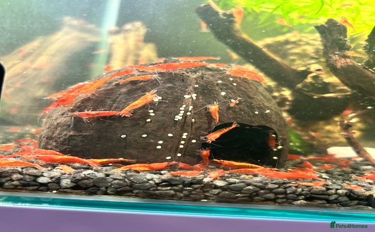 Shrimps fish - Advert 1