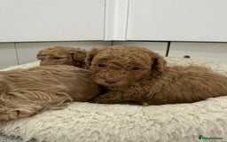 Toy Poodle dogs for sale: Tiny toy poodle boys  - Advert 22