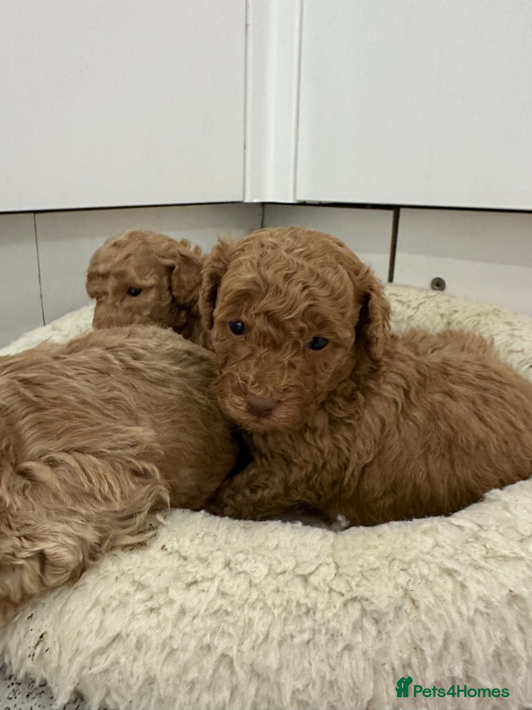 Toy Poodle dogs for sale: Tiny toy poodle boys  - Advert 22