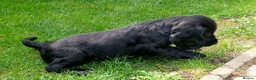 Cocker Spaniel dogs for sale: Stunning Cocker spaniel boy  - Advert 9