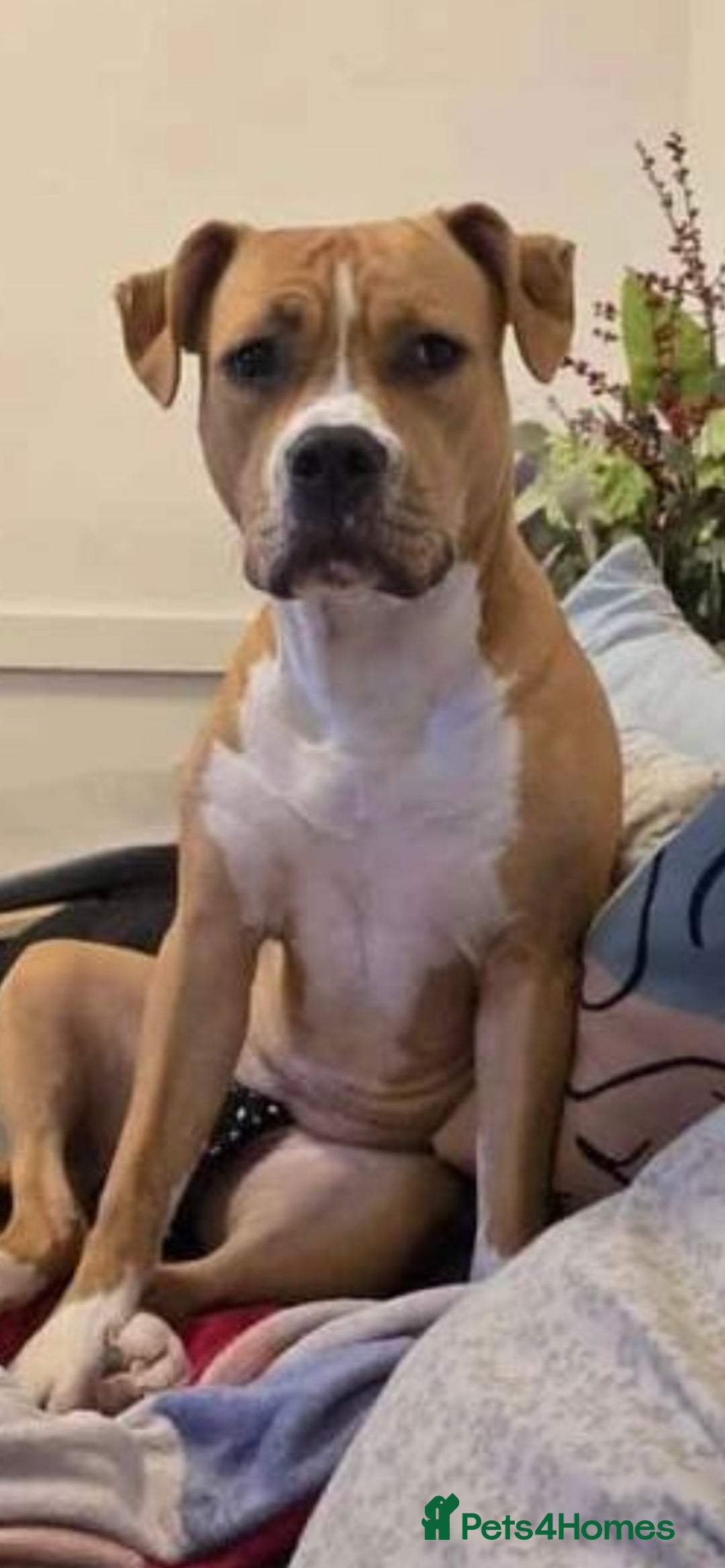 Mixed Breed dogs for sale: 🐶✨Stunning Staffordshire  ** tiff Pupps - Advert 3