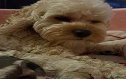 Cavapoo dogs for sale: Cavapoo puppies  - Advert 1