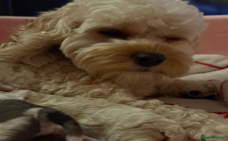 Cavapoo dogs Cavapoo puppies  - Advert 13