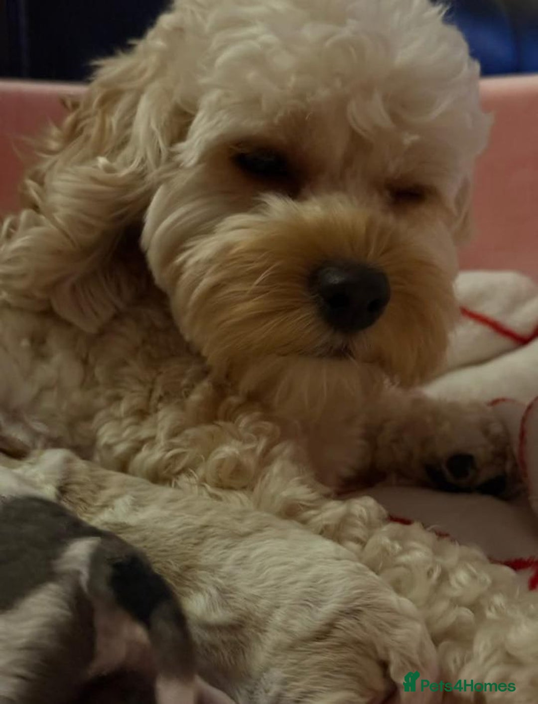 Cavapoo dogs for sale: Cavapoo puppies  - Advert 1