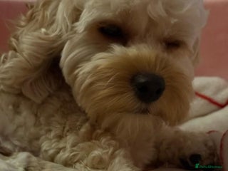 Cavapoo dogs for sale: Cavapoo puppies - Advert 1