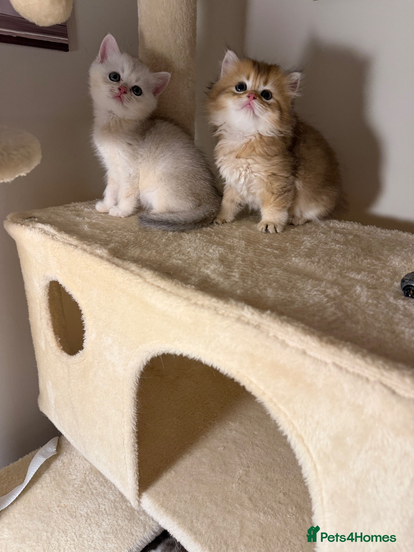 Scottish Fold cats Scottish straight kittens  - Advert 6