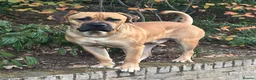 Cane Corso dogs for stud: Rare fawn male cane corsos for stud  in Harrow - Advert 1
