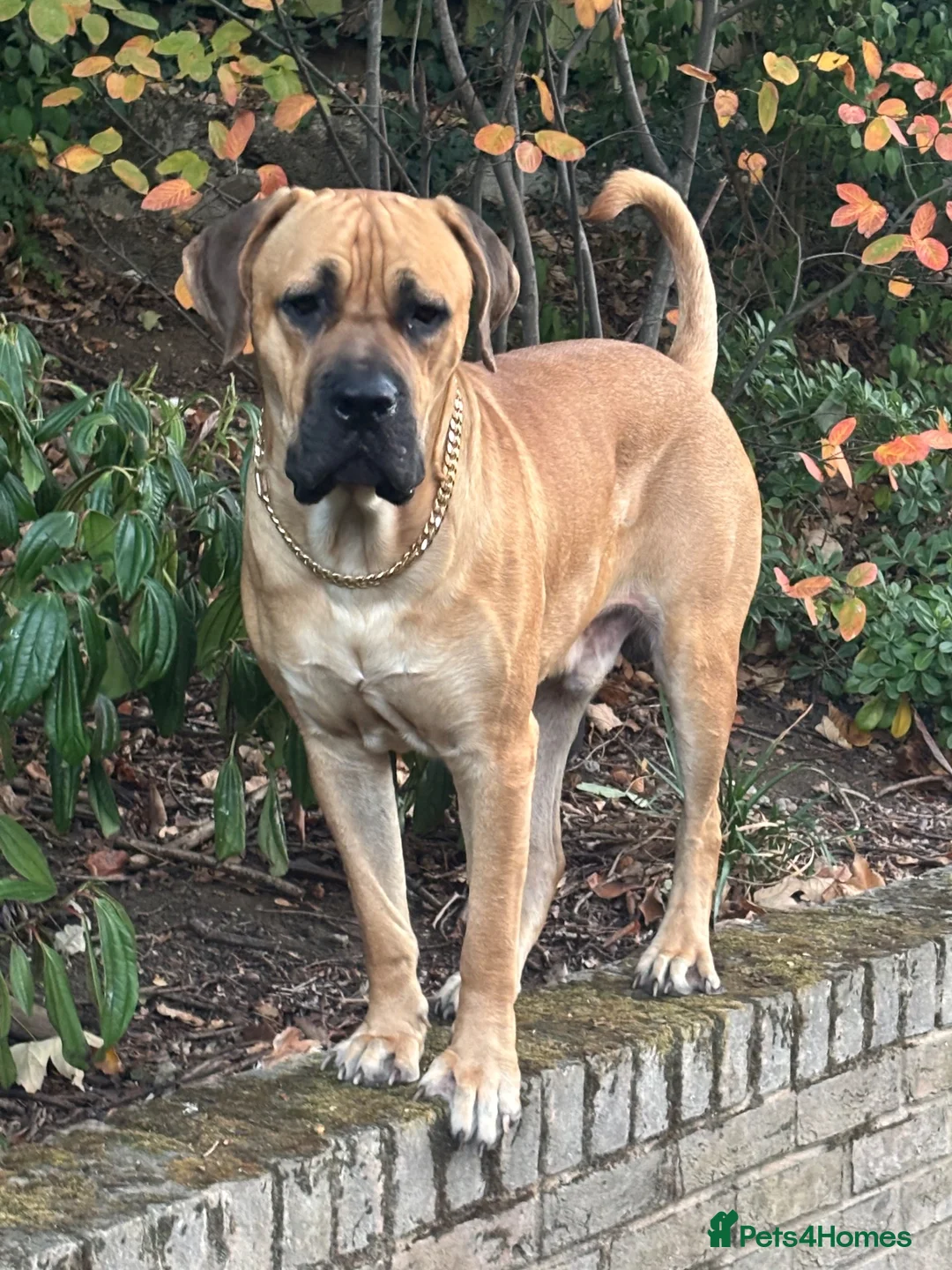 Cane Corso dogs for stud: Rare fawn male cane corsos for stud  in Harrow - Advert 1