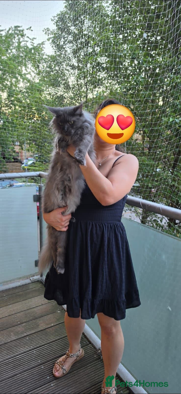 Maine Coon cats READY NOW XXL pedigree kittens  - Advert 2