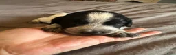 Sprocker dogs for sale: Beautiful sprockers for sale  - Advert 13