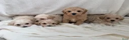 Maltipoo dogs for sale:  **  Maltipoo puppy’s  in Swanley - Advert 8