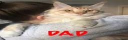 Maine Coon cats for sale: TICA Registered Full Maine Coon Kittens - Advert 13