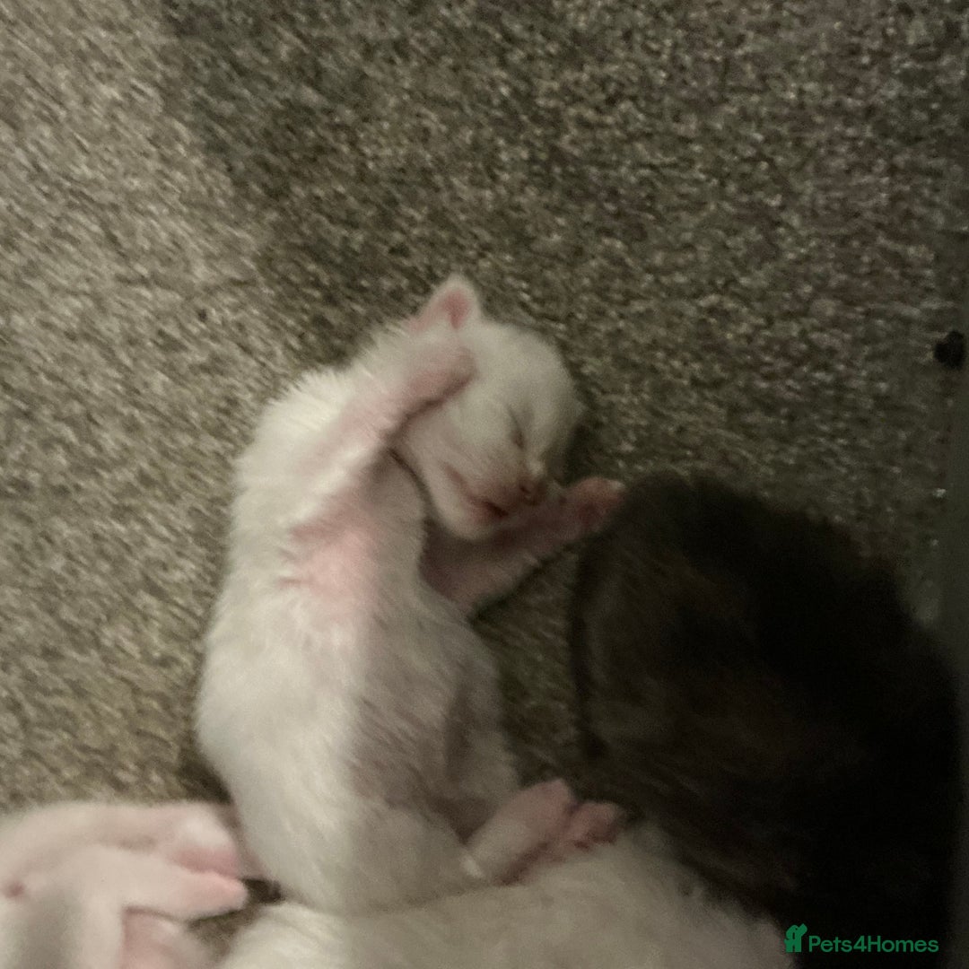 Maine Coon cats for sale: White Maine Coon GCCF - Image 22