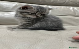 British Shorthair cats for sale: British Shorthair Kittens - Image 12