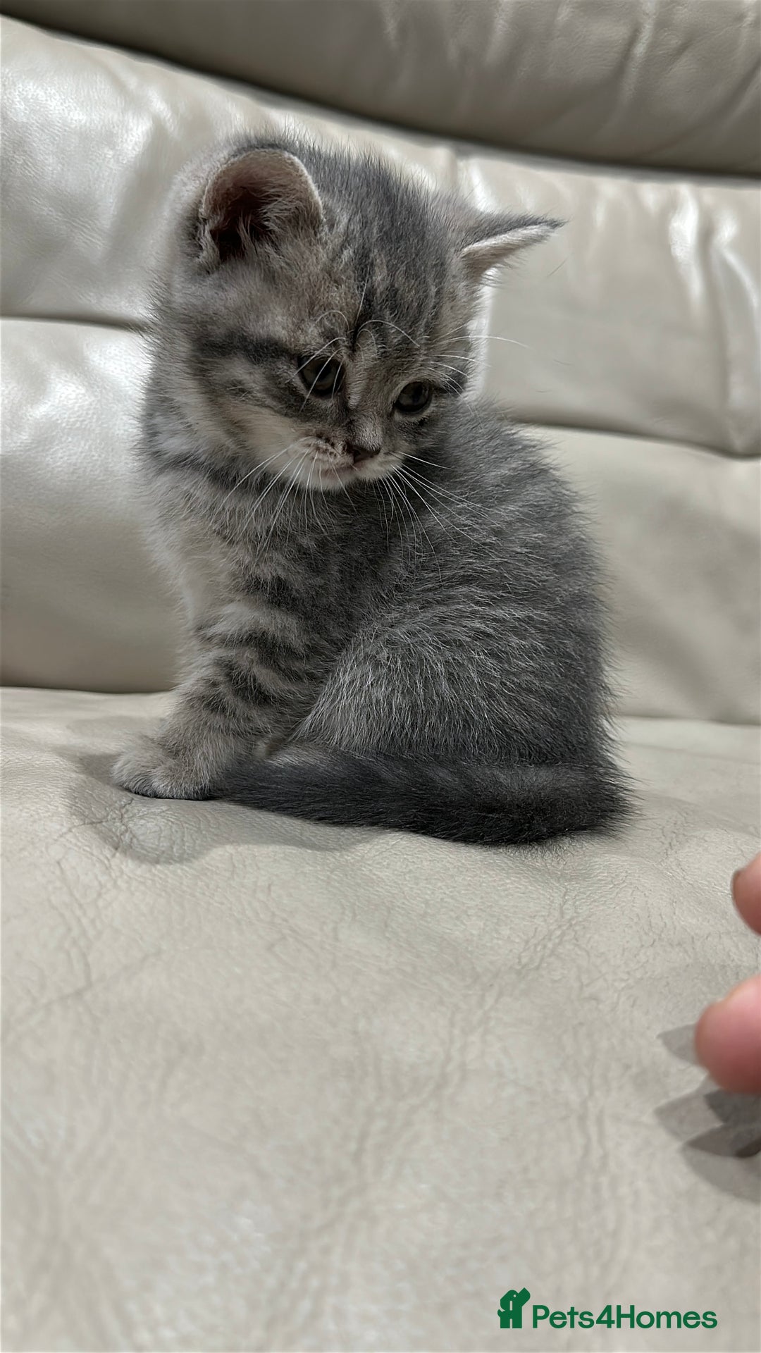 British Shorthair cats for sale: British Shorthair Kittens - Image 12