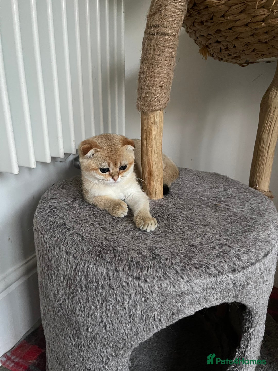 Scottish Fold cats for sale: SUMMER SALE LUXURY GOLDEN CHINCHILLA SCOTTISH FOLD - Image 8