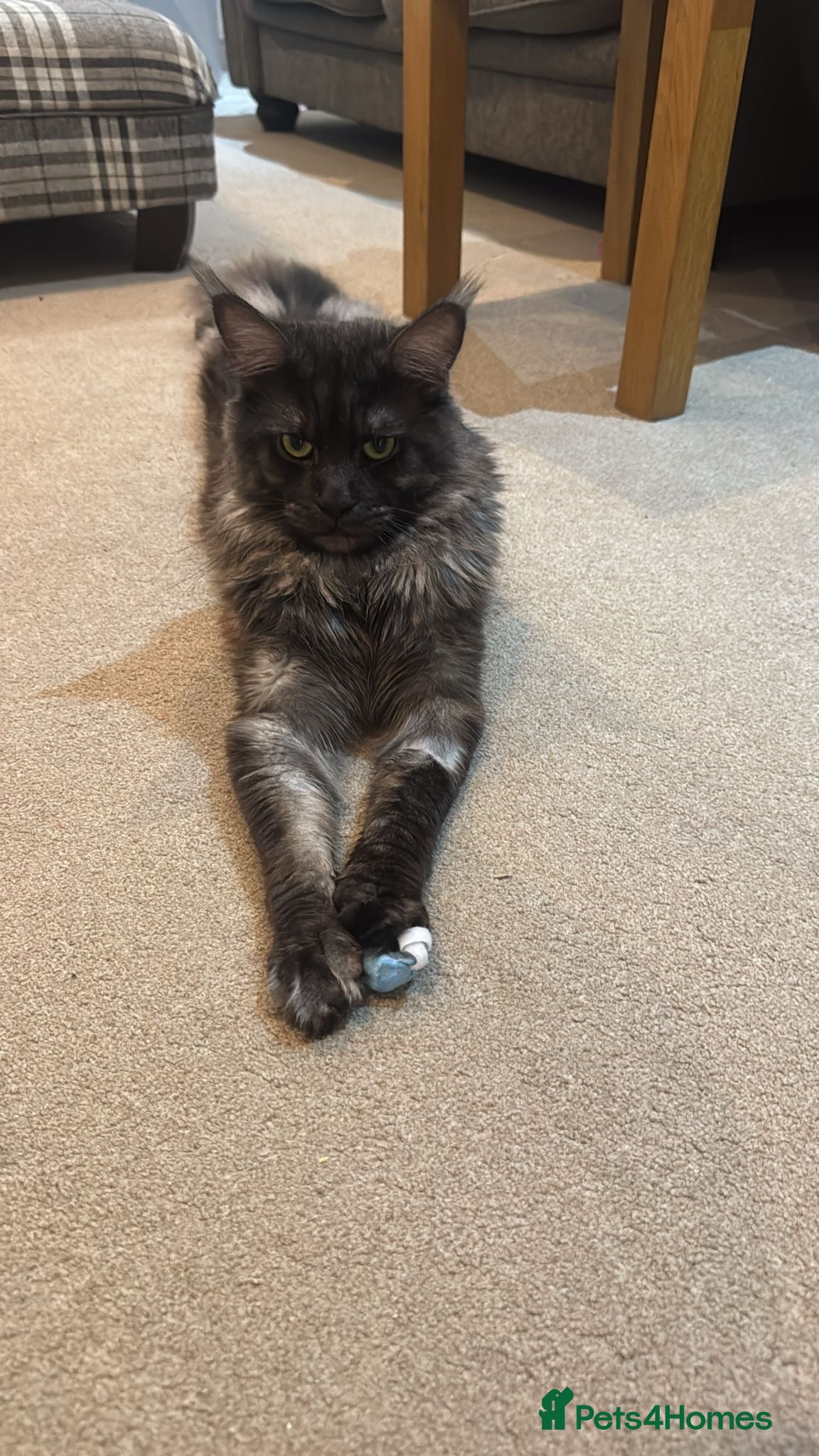 Maine Coon cats Norwegian Forest x Maine Coon Kittens 🐾 - Advert 1