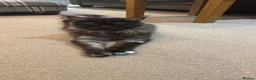 Maine Coon cats for sale: Norwegian Forest x Maine Coon Kittens 🐾 - Advert 1