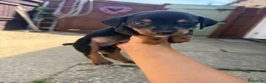 Jackshund 1
