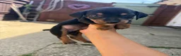 Jackshund dogs for sale: Daschund x Jack russell puppies  - Advert 6