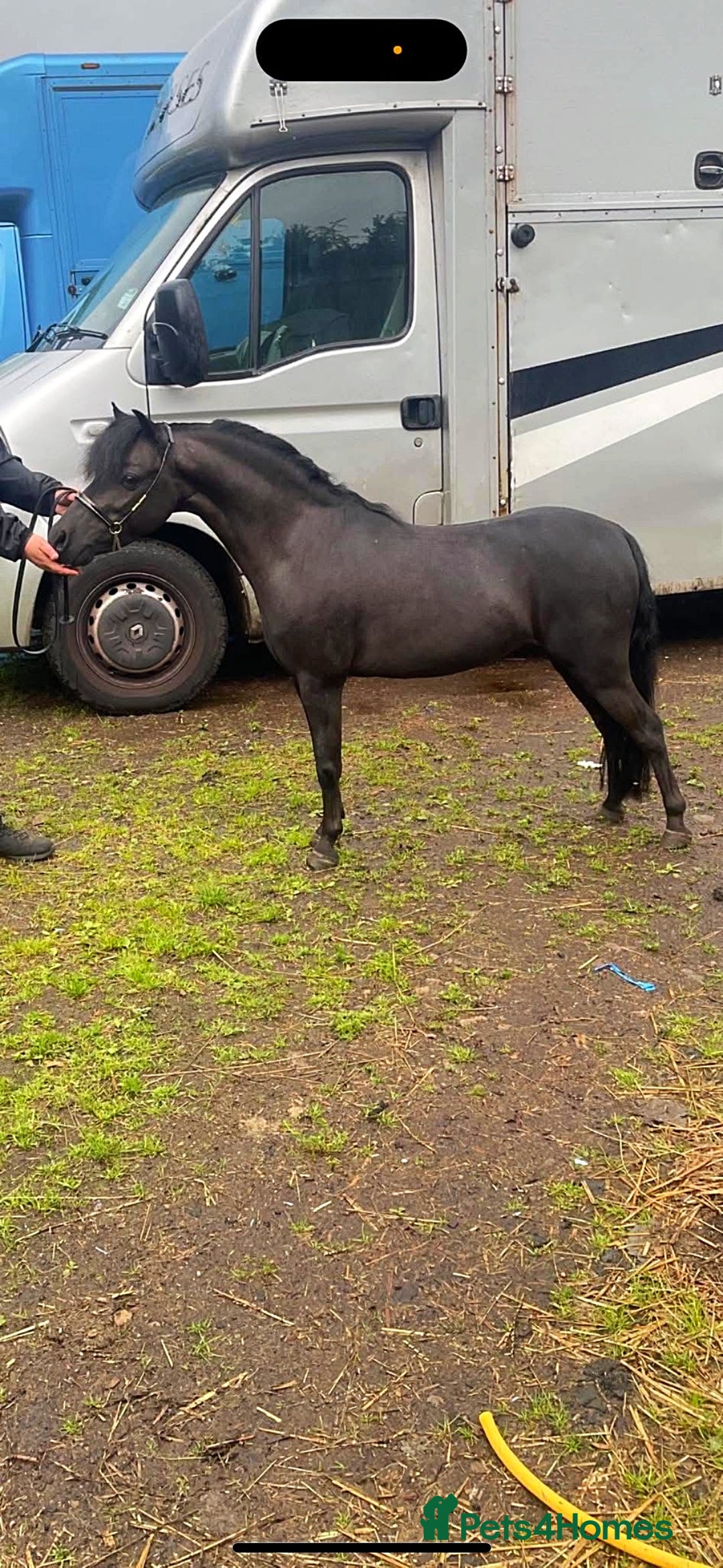 Miniature horses for sale: American Miniature show stallion - Image 6