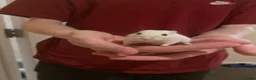 Gerbil rodents for sale: 2 male gerbils  in London - Advert 2